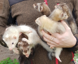 Frettchen Welpen Frettchenwelpen Iltis Silver Badger Harlekin Rüde Fähe Kurzhaar