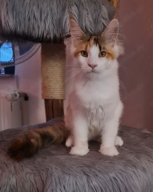 Tolles Maine Coon Mädchen mit Papieren sucht ihr Für immer-Zuhause 