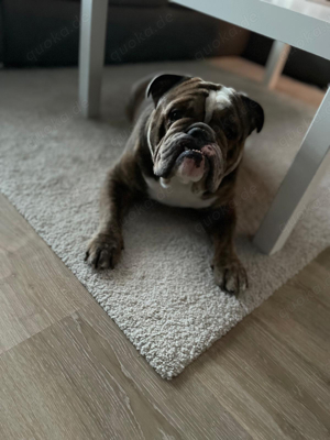 New Englische Bulldogge