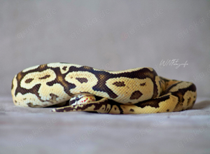 0.1 Leopard pastel yellowbelly het ultramel