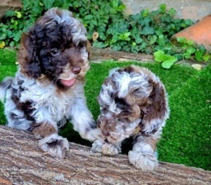 Maltipoo Welpen in tollen Farben 