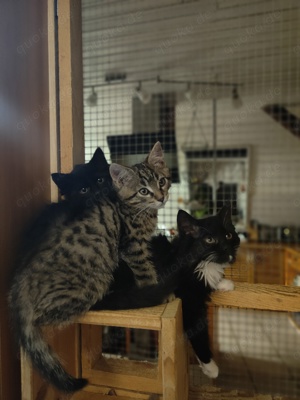 Maine Coon mix Babykatzen