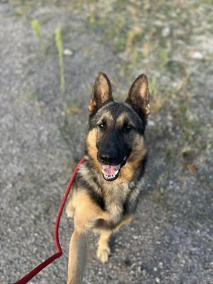 Hübscher Schäferhund Mischling Starbucks