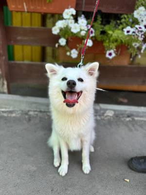 Hübscher Junghund Spitz Mischling Sven