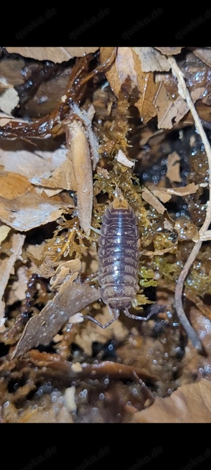 Cylisticus convexus "orange butt" Assel Asseln Isopod Isopoda bodenpolizei 