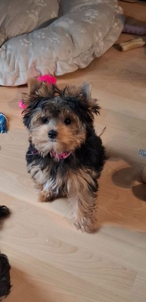 Yorkshire terrier welpe weiblich 