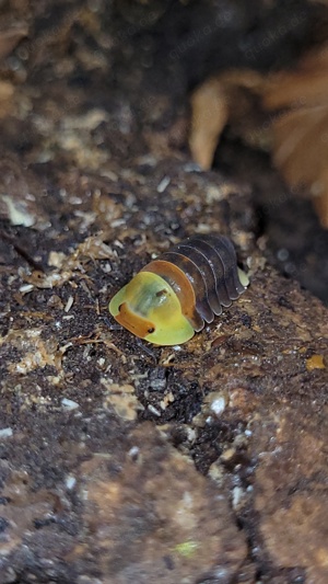 Cubaris sp "rubber ducky" Asseln isopod bodenpolizei isopod Assel