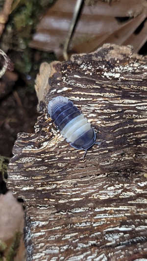 Cubaris sp "panda king" Assel Asseln isopod isopoda bodenpolizei isopod 