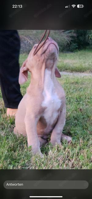 American-Bully welpen