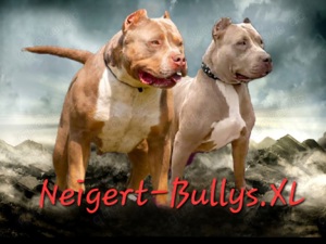 American-Bully welpen abkc