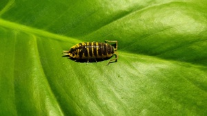 Porcellio ornatus "yellow" Asseln Assel bodenpolizei isopod isopoda 