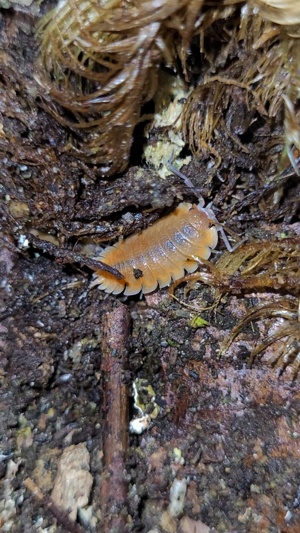 Porcellio baeticensis "orange" Assel Asseln bodenpolizei isopod isopoda 