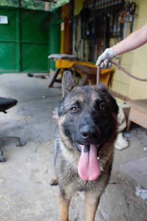 Hübscher Schäferhund Mischling Jordy