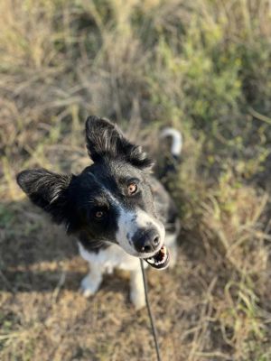 Hübscher Border-Collie Mischling Melinda