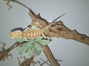 Bartagame Pogona einzeln oder im ganzen Gelege  zu verkaufen 