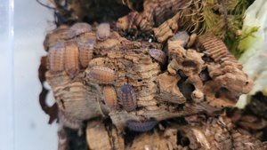 Porcellio scaber "lava" Assel Asseln bodenpolizei isopod isopoda 