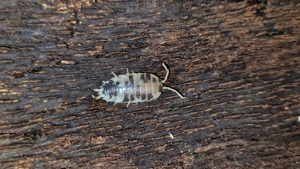 Porcellio laevis "panda" pandassel Pandaasseln Assel asseln isopod isopoda bodenpolizei 