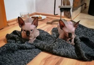 Canadian Sphynx Kitti mit Schnurrbart