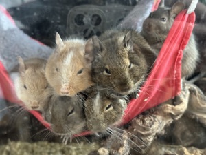 Degus mit Käfig und Zubehör