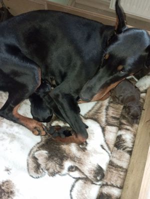 kleine Dobermänner sind da 