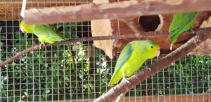 Blauflügelsperlingspapageien Bild 2