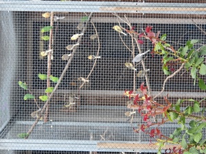 Blauflügelsperlingspapageien Bild 3