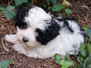 Havaneser Coton de Tulear Welpen 