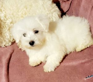 Bichon Toy 