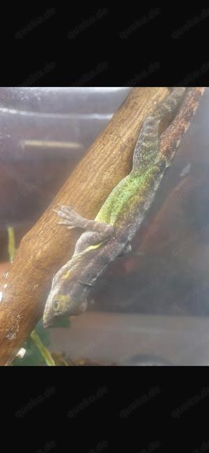 Anolis Bimaculatus zu verkaufen 