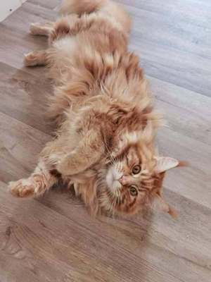 Reinrassiger Maine Coon Kuschelkater mit Stammbaum sucht ein Zuhause 