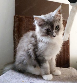 Maine Coon Katerchen 