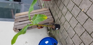 Banane Musa Basjoo Ableger