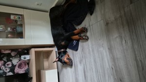 Dobermann Hündin  sucht ein neues Zuhause 