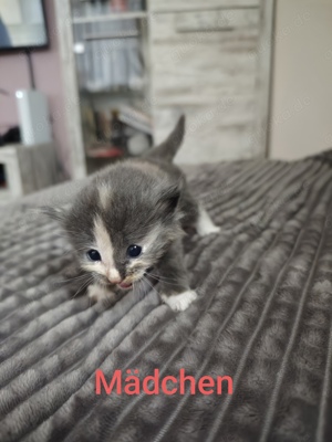 Norwegische Waldkatzen Kitten 