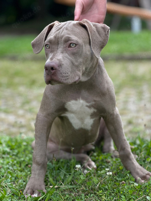 American Bully XL 