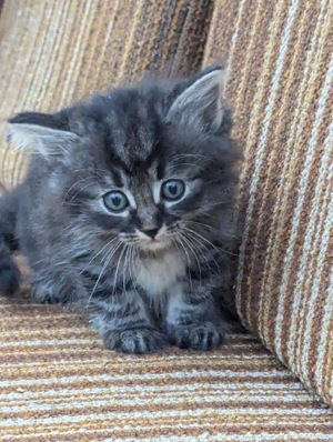 Süße Mietze - Ragdoll sibirische Katze und Neva Masquarade 