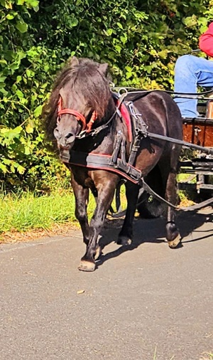 Ausnahme Shettland Pony Wallach zu Verkaufen