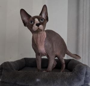 Sphynx Junge:)