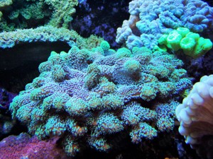 Korallenableger- Stylophora danae