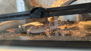 terrarium + leopardgecko 