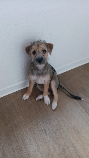 Border Terrier Mischling Welbe weiblich