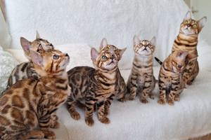 Reinrassige Bengal-Kitten