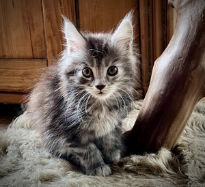 Bildhübsche, liebe Maine Coon Kitten mit Stammbaum 