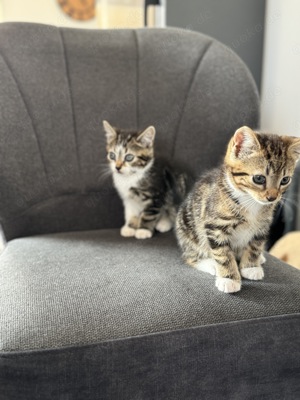 Zwei Katzen Kitten abzugeben 