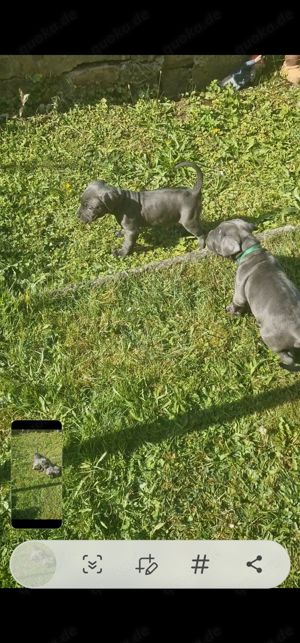 Cane Corso Italiano Welpen