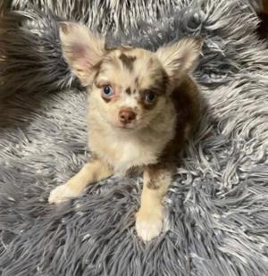 Reinrassiger Langhaar-Chihuahua Welpe 