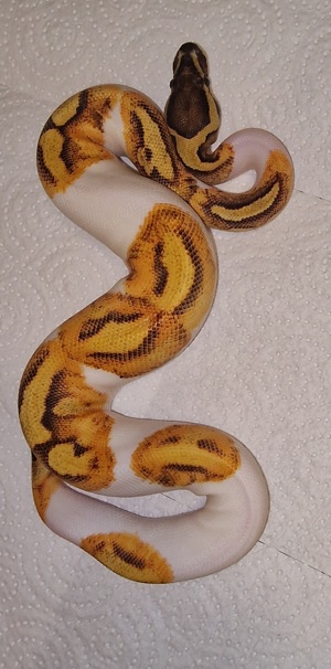 Enchi Fire Piebald 0,1 von 2023