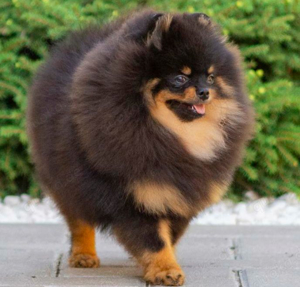 deckrüde pomeranian 