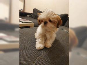 Shih Tzu Welpen suchen ein neues Zuhause