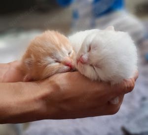 Bkh Blh Kitten weiß rot und gold Katzenbabys